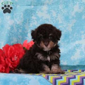 Monkey, Toy Poodle Puppy